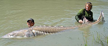 30_Great River Fishing Adventures_White Sturgeon_Acipenser transmontanus.jpg